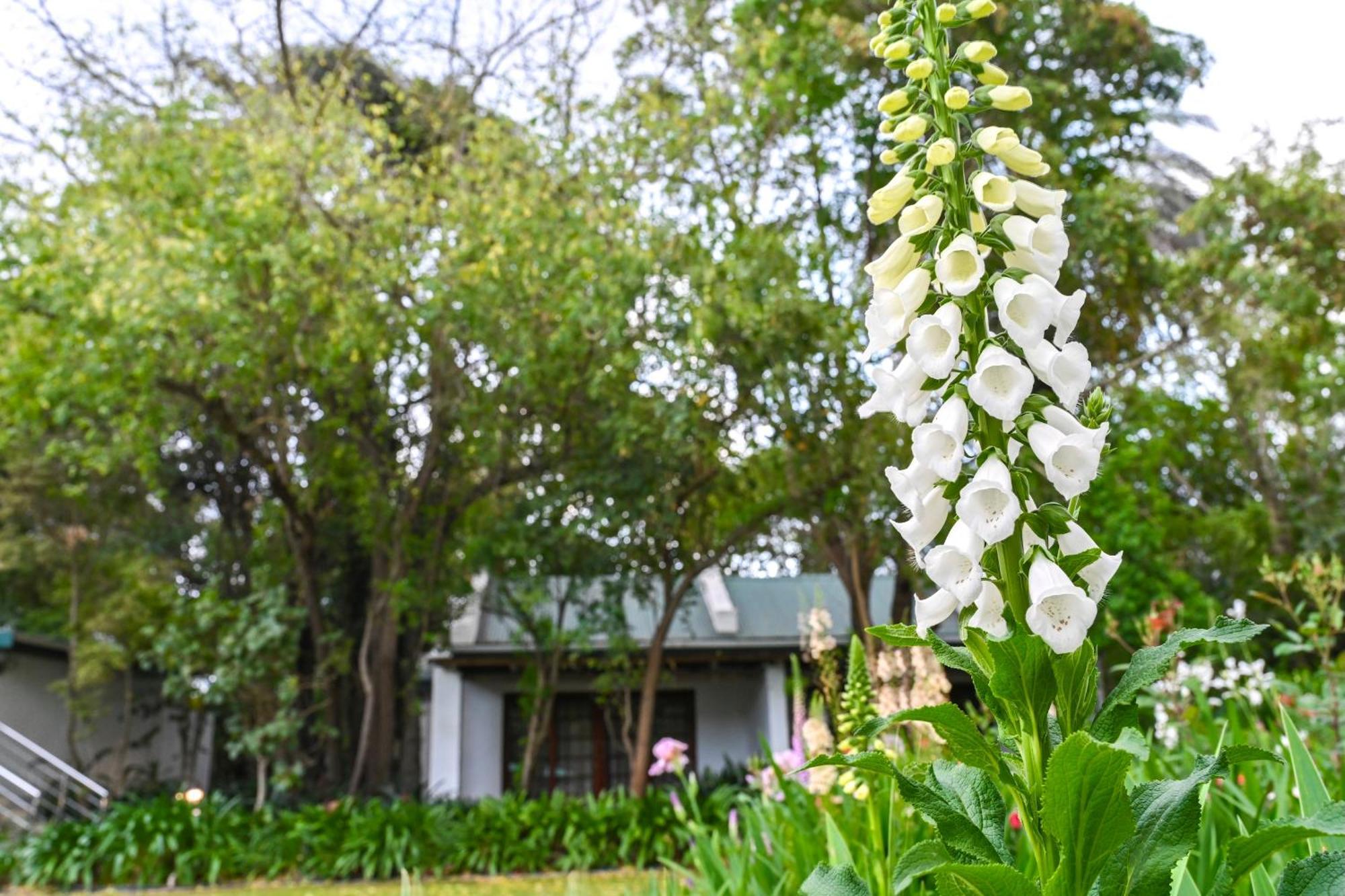 Woodall Country House And Spa Addo Kültér fotó